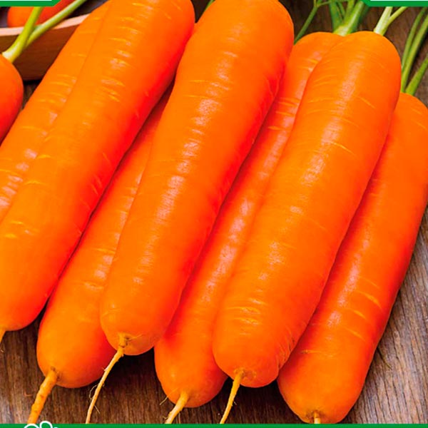 Морковь Курода Пауэр, 0,5 г Sakata