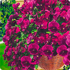 Виола ампельная Летняя волна Пурпурная F1, 3 шт. PanAmerican Seeds Ампельные Шедевры