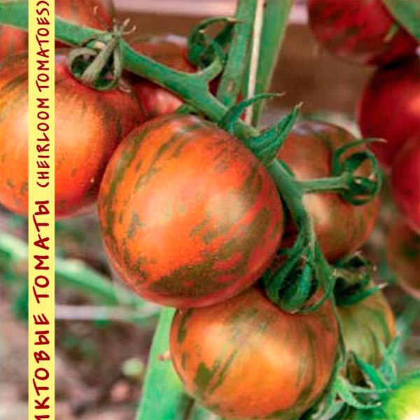 Томат Дзы-Ба-Ю, 10 шт. Реликтовые томаты