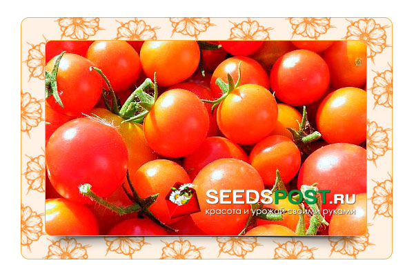 Великолепный урожай помидоров - легко!