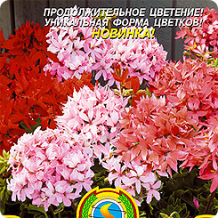 Пеларгония зональная Квантум Микс F1, 3 шт. Пеларгония зональная Квантум Микс F1, 3 шт.