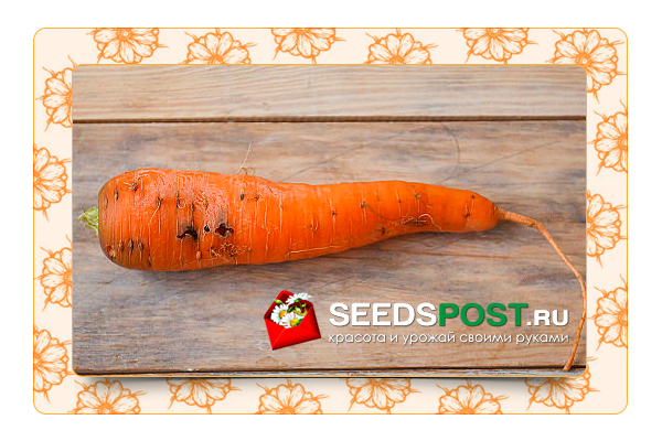 Справляемся с морковной мухой без химических препаратов.
