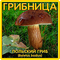 Грибница субстрат микоризный Польский гриб, 1 л Грибница субстрат микоризный Польский гриб, 1 л