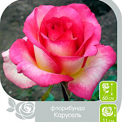 Роза Флорибунда КАРУСЕЛЬ, 1 шт. Роза Флорибунда КАРУСЕЛЬ, 1 шт.