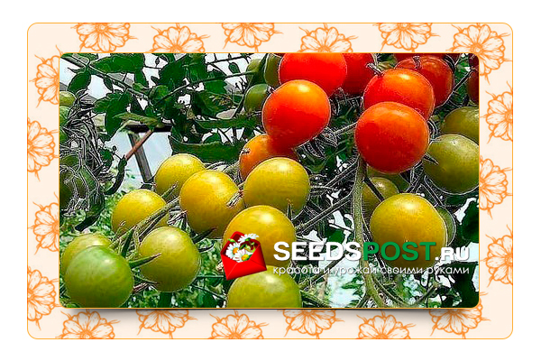 10 секретов обильного плодоношения томатов.