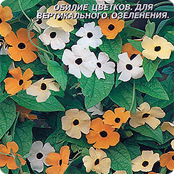 Тунбергия Кружево, Смесь, 10 шт. Тунбергия Кружево, Смесь, 10 шт.