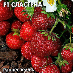 Клубника (земляника ремонтантная крупноплодная) Сластена F1, 15 шт. Клубника (земляника ремонтантная крупноплодная) Сластена F1, 15 шт.