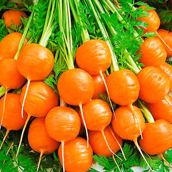 Морковь Рондо F1, 1 г Домашний огород