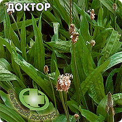 Подорожник ланцетолистный Походный доктор, 0,2 г Зеленый доктор Подорожник ланцетолистный Походный доктор, 0,2 г Зеленый доктор