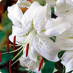 Лилия видовая SPECIOSUM ALBUM, 2 шт.