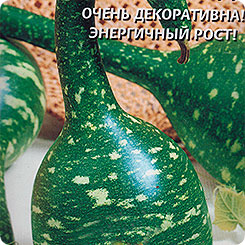 Лагенария (Бутылочная тыква) Пятнистый лебедь, 5 шт. Лагенария (Бутылочная тыква) Пятнистый лебедь, 5 шт.