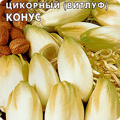 Салат цикорный Витлуф Конус, 0,5 г Салат цикорный Витлуф Конус, 0,5 г