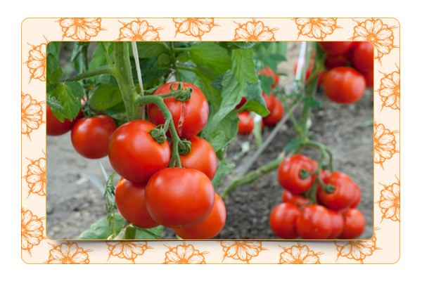 Как формировать куст томата?