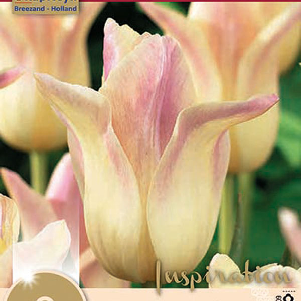 Тюльпан лилиецветный ELEGANT LADY, 8 шт. 