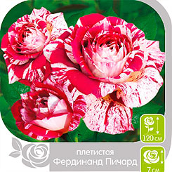Роза плетистая ФЕРДИНАНД ПИЧАРД, 1 шт. Роза плетистая ФЕРДИНАНД ПИЧАРД, 1 шт.