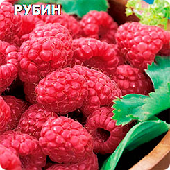 Малина красная Рубин, 0,05 г Малина красная Рубин, 0,05 г
