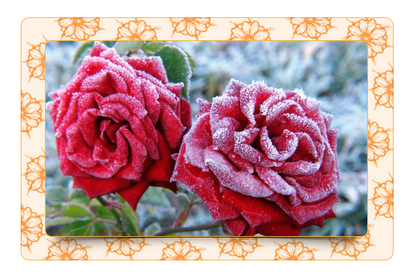 Розы – подготовка к зиме