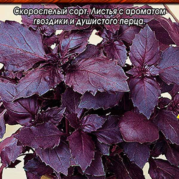 Базилик овощной Ереванский ®, 0,3 г