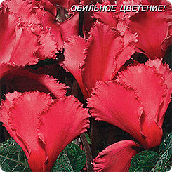 Цикламен персидский Луиза, 3 шт. Цикламен персидский Луиза, 3 шт.