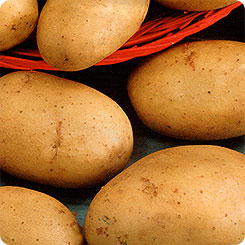 Картофель Фермер, 0,02 г (~ 30-40 шт. ботанических семян)