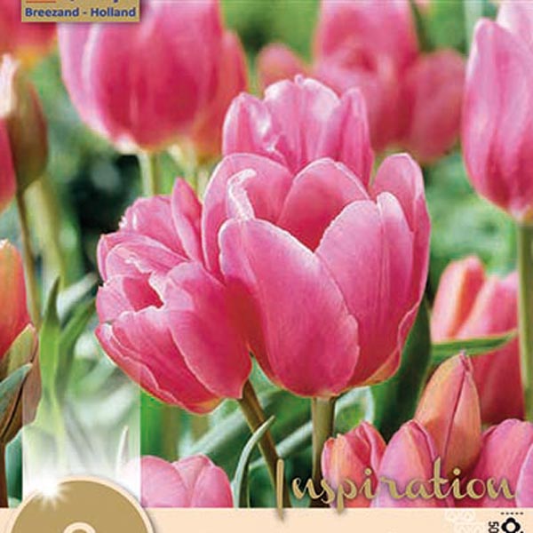 Тюльпан многоцветковый HAPPY FAMILY, 8 шт. 
