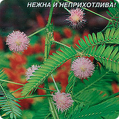 Мимоза Стыдливая, 11 шт. Мимоза Стыдливая, 11 шт.