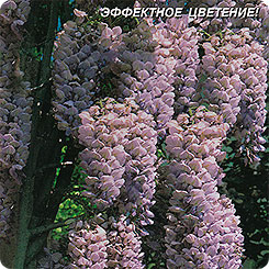 Глициния Китайская, 2 шт. Глициния Китайская, 2 шт.