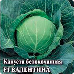 Капуста белокочанная Валентина, 25 г Профессиональная упаковка Капуста белокочанная Валентина, 25 г Профессиональная упаковка