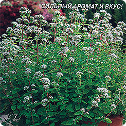 Орегано Греческий, 0,06 г Орегано Греческий, 0,06 г
