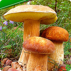Мицелий зерновой Белый гриб Дубовый, 30 мл