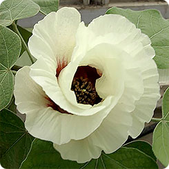 Хлопчатник Раймонда, 5 шт. Хлопчатник Раймонда, 5 шт.
