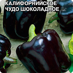 Перец сладкий Калифорнийское чудо Шоколадное, 0,1 г Перец сладкий Калифорнийское чудо Шоколадное, 0,1 г