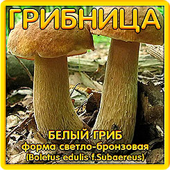 Грибница субстрат микоризный Белый гриб Светло-бронзовый, 1 л Грибница субстрат микоризный Белый гриб Светло-бронзовый, 1 л