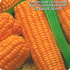 Кукуруза сахарная Станичник, 6 шт. Кукуруза сахарная Станичник, 6 шт.