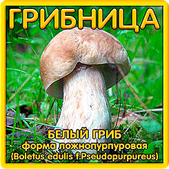 Грибница субстрат микоризный Белый гриб Ложнопурпуровый, 1 л Грибница субстрат микоризный Белый гриб Ложнопурпуровый, 1 л