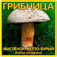 Грибница субстрат микоризный Масленок Желто-бурый, 1 л Грибница субстрат микоризный Масленок Желто-бурый, 1 л