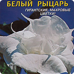Датура (дурман) Белый рыцарь, 4 шт. Датура (дурман) Белый рыцарь, 4 шт.