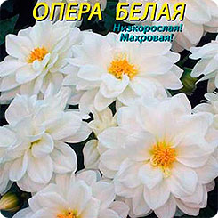 Георгина махровая Опера Белая, 11 шт. Георгина махровая Опера Белая, 11 шт.