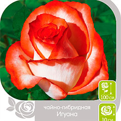Роза чайно-гибридная ИГУАНА, 1 шт. Роза чайно-гибридная ИГУАНА, 1 шт.