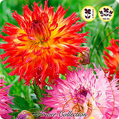 Георгин PINLANDS MIXED, 3 шт. Георгин PINLANDS MIXED, 3 шт.