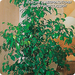 Фикус Бенджамина, 3 шт. Фикус Бенджамина, 3 шт.