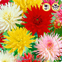 Георгин CACTUS MIXED, 5 шт. Георгин CACTUS MIXED, 5 шт.
