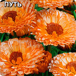 Календула Шелковый путь, 0,5 г Календула Шелковый путь, 0,5 г