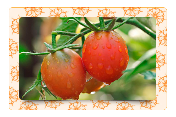 Выращиваем богатый урожай помидоров в холодное лето