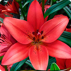 Лилия ЛА-гибрид CARMIN DIAMOND, 2 шт.