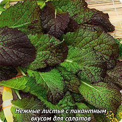 Горчица салатная Садко, 1 г Авторские сорта и гибриды Горчица салатная Садко, 1 г Авторские сорта и гибриды