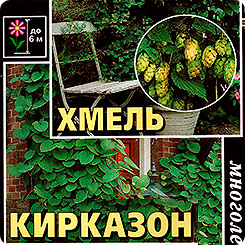 Живая изгородь (Хмель вьющийся и Кирказон пушистый), 0,02 г и 0,038 г Живая изгородь (Хмель вьющийся и Кирказон пушистый), 0,02 г и 0,038 г