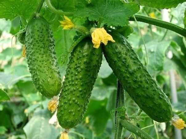 Как омолодить куст огурца? Как омолодить куст огурца?