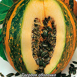 Тыква твердокорая Даная, 10 шт. Авторские сорта и гибриды Тыква твердокорая Даная, 10 шт. Авторские сорта и гибриды