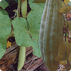 Дыня Серебристая (Армянский огурец), 8 шт. Дыня Серебристая (Армянский огурец), 8 шт.